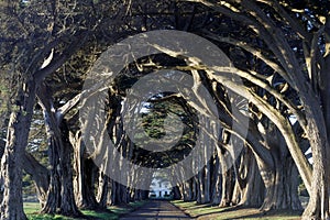 Iconic Cypress Tree Tunnel at Point Reyes National Seashore