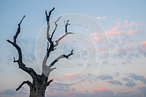 The iconic dead tree near U Bein bridge, Taungthaman Lake near Amarapura in Myanmar.