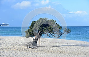 Iconic Divi Tree on a White Sand Beach in Aruba