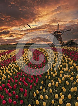 Iconic Dutch landscape sunset