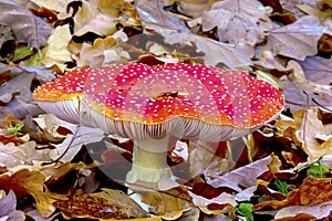 The Iconic Fly Agaric Toadstool in Deciduous Woodland - Amanita Muscaria