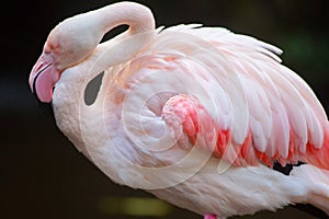 The iconic Greater pink flamingo at Adelaide Zoo on 9th August 2