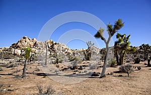 Iconic Joshua Trees and rock formations in Joshua Tree National Park