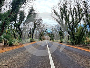 Iconic Kangaroo Island Road after Bushfires