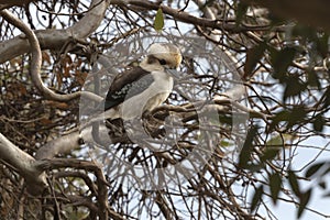 Iconic kookaburra on Naturaliste Peninsula in Western Australia