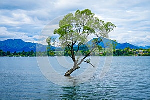 Iconic lone tree of Lake Wanaka