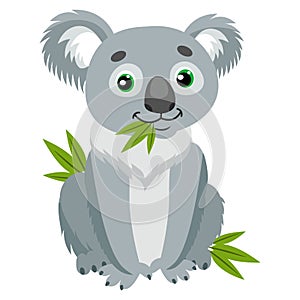 Iconic Marsupials. Koala Bear On Green Leaves. Australian Animal Funniest Herbivore Sitting On Eucalyptus. photo