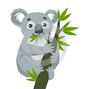 Iconic Marsupials. Koala Bear On Wood Branch With Green Leaves. Australian Animal.