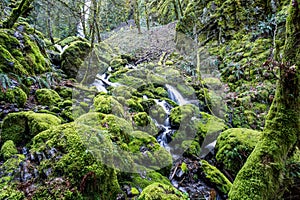 Iconic Moss covered rocks at stream in Oregon, Columbia River Gorge popular with tourists