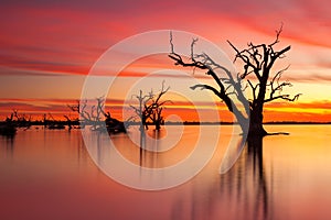 An iconic old dead redgum tree in Lake Bonney Barmera South Aus