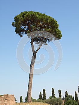 The iconic Pine tree Rome Italy on Palantine Hill with bright blue cloudless sky 