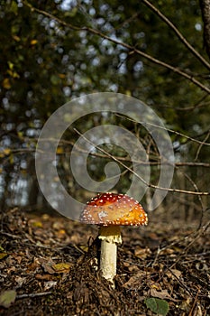 Iconic red cap mushroom with white stips