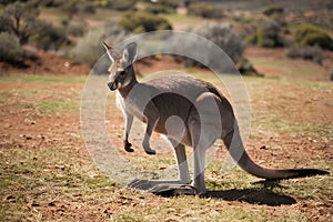 Iconic red kangaroo roaming freely in picturesque Australian outback