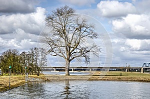 Iconic tree at Deventer