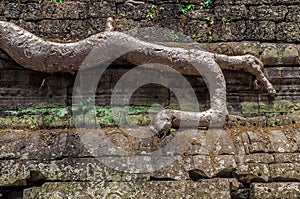 Iconic tree root at Ta Prohm temple, Siam Reap Cambodia