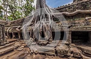 Iconic tree roots at Ta Prohm temple, Siam Reap Cambodia