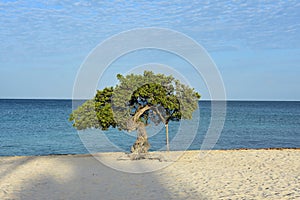 Iconic Watapana Tree on Eagle Beach in Aruba