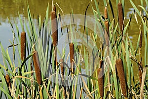 Bulrushes or Reed Mace photo