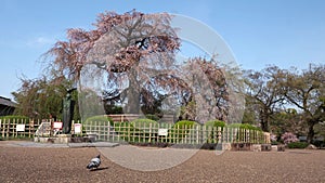 The iconic weeping cherry tree, Shidarezakura, at Maruyama Park in Kyoto