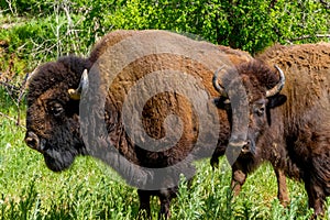 An Iconic Wild Western Symbol - the American Bison, or Buffalo.
