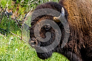 An Iconic Wild Western Symbol - the American Bison, or Buffalo. photo