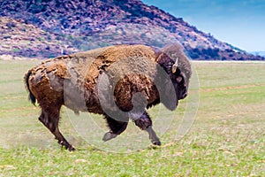 An Iconic Wild Western Symbol - the American Bison, Roaming the Range in Oklahoma