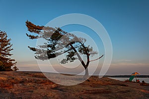 Wind swept Pine of Georgian Bay