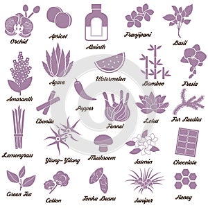 Icons for aromatic plants, herbas and woods