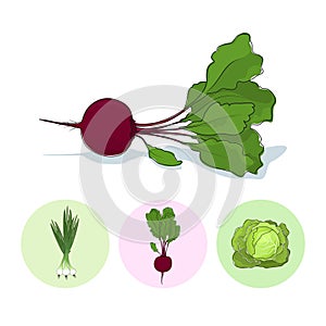 Icons green onion,beet,cabbage