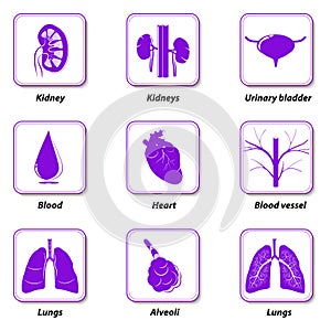 Icons internal human organs for infographic