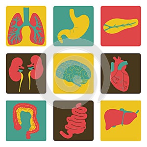 Icons of internal organs