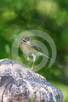 Icterine warbler (Hippolais icterina