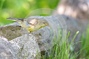 Icterine warbler (Hippolais icterina