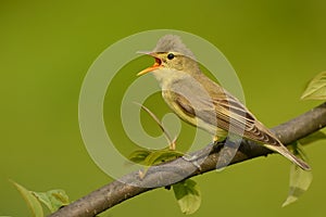 Icterine Warbler - Hippolais icterina