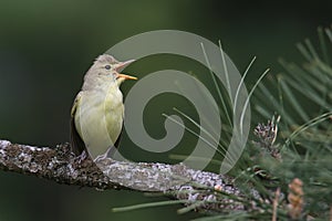 Icterine Warbler performs an aria for spring
