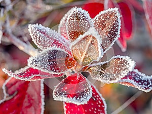 Icy barberry leaves