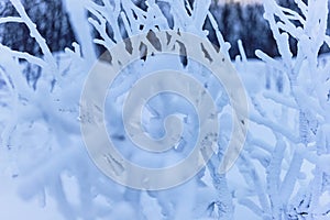 The icy beauty of the frozen shrubs in the Lappish tundra