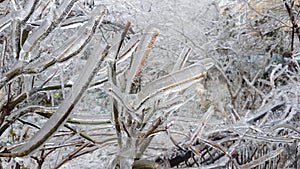 icy brances after freezing rain