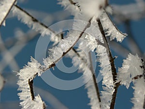 Icy branch