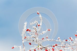 Icy branches forest shrub