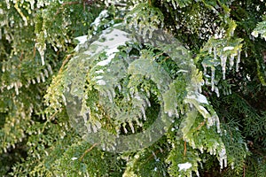 Icy branches of thuja