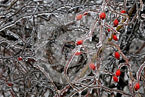 Icy bush