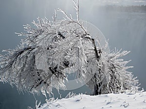 Icy bush, Niagara Falls, Ontario Canada