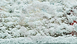 Icy car window