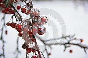 Icy Crab apple