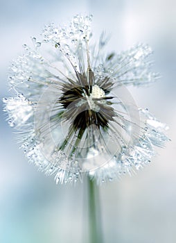 Icy dandelion