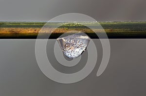Icy drop in grass color macro photography