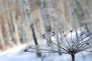 Icy dry plant