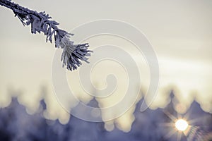 Icy fir tree branch in the rays of sunset