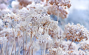 The icy flowers of the winter